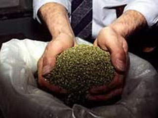 В Кузбассе изъято 6 кг марихуаны